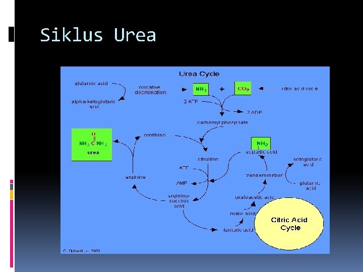 Detail Gambar Siklus Urea Nomer 31