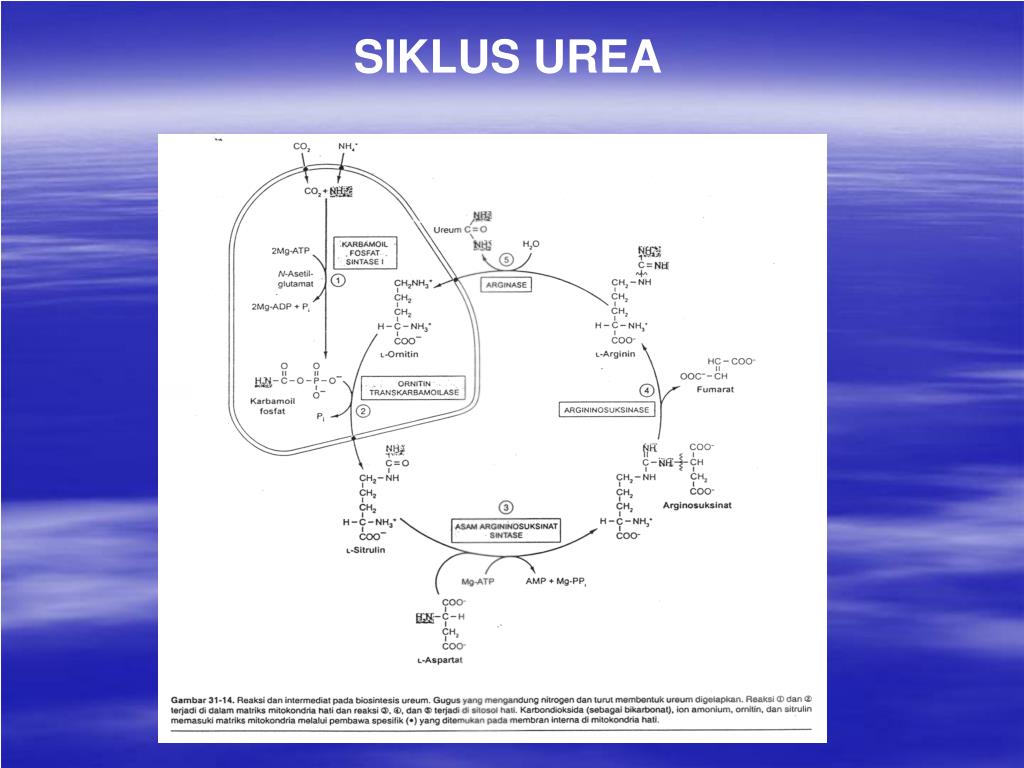 Detail Gambar Siklus Urea Nomer 39