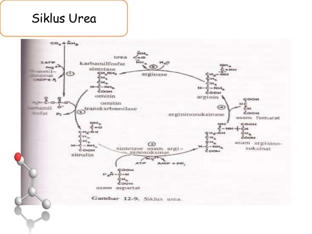 Detail Gambar Siklus Urea Nomer 40