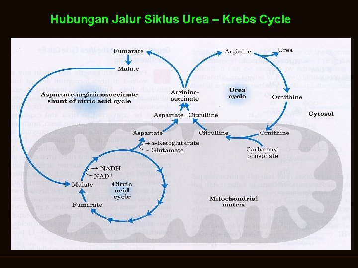 Detail Gambar Siklus Urea Nomer 50