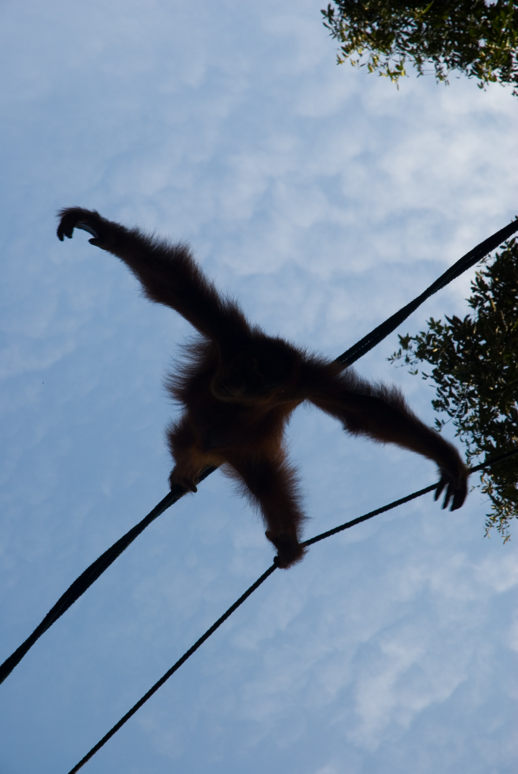 Detail Gambar Siluet Orang Hutan Nomer 41