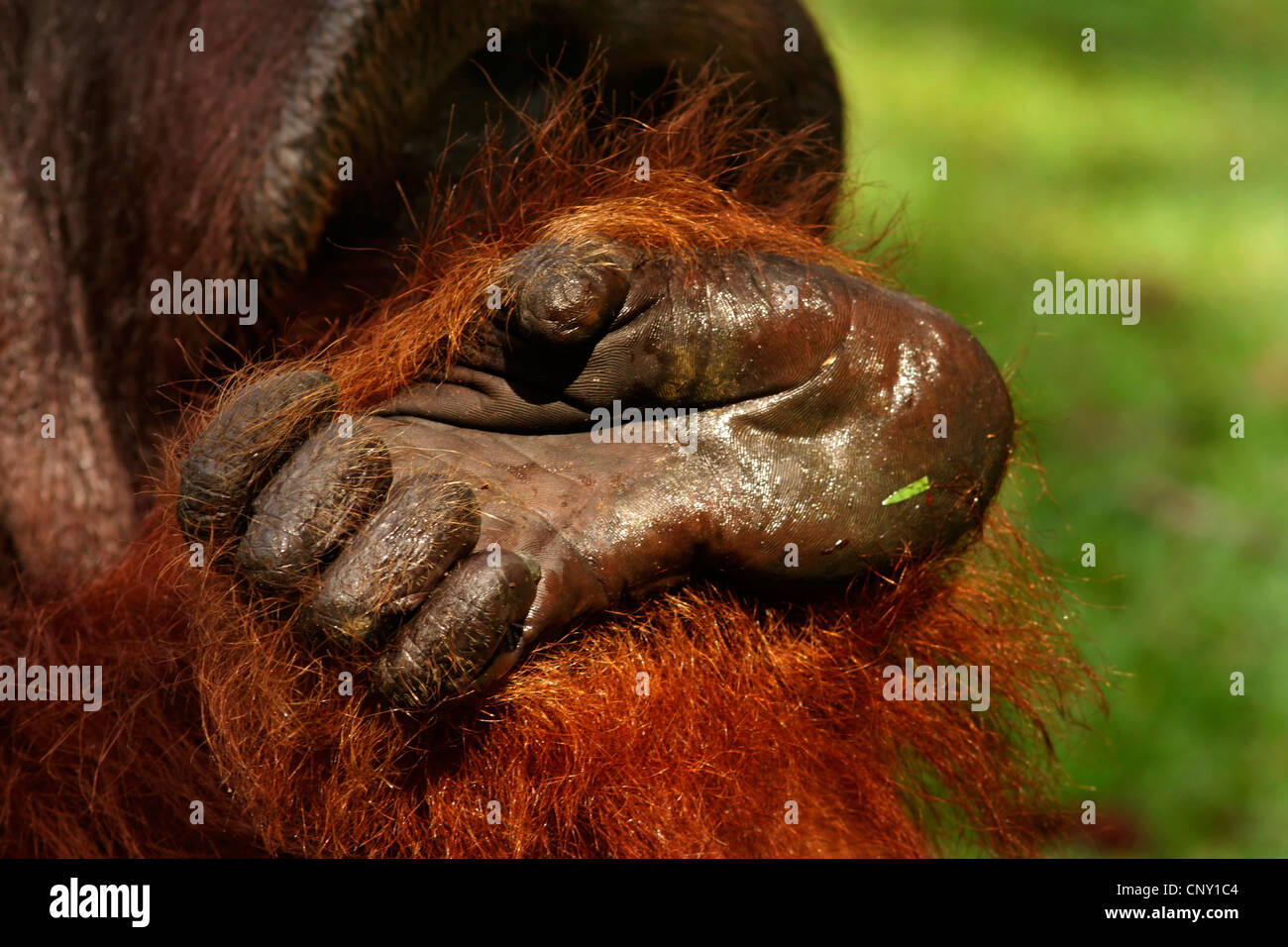 Detail Gambar Siluet Orang Hutan Nomer 42