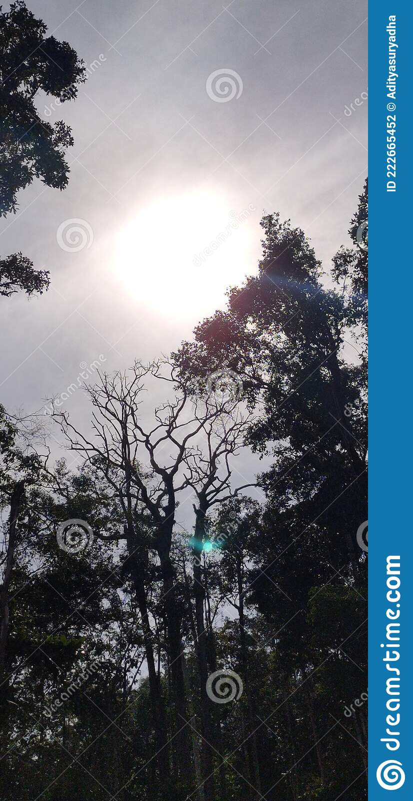 Detail Gambar Siluet Rumah Di Tengah Hutan Nomer 21