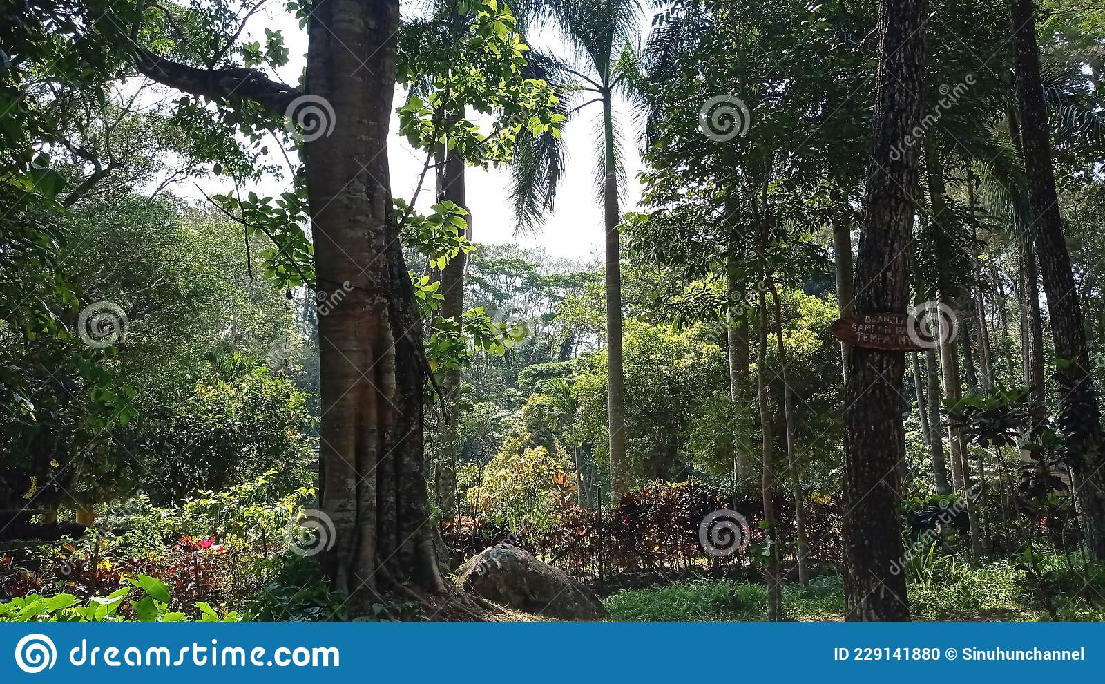 Detail Gambar Siluet Rumah Di Tengah Hutan Nomer 47