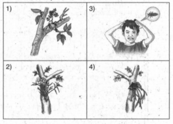 Detail Gambar Simbiosis Parasitisme Nomer 46