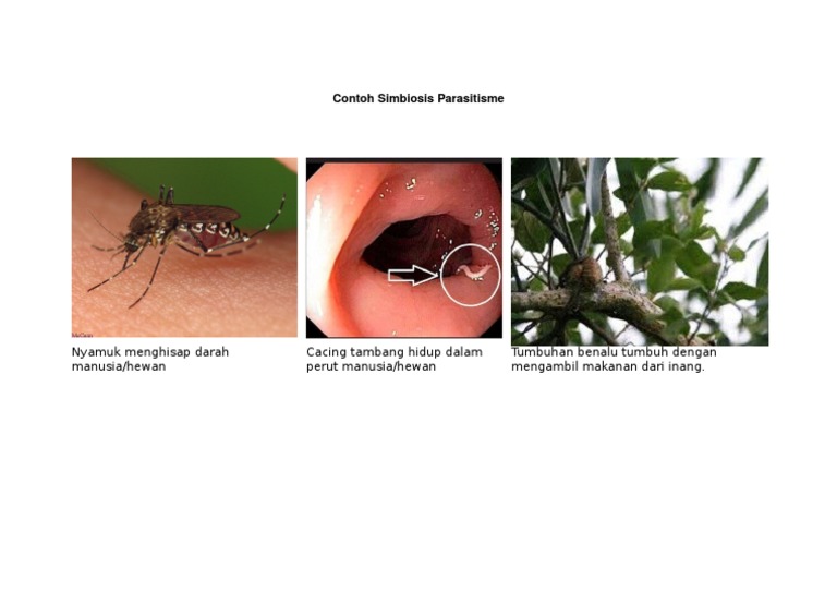 Detail Gambar Simbiosis Parasitisme Nomer 48