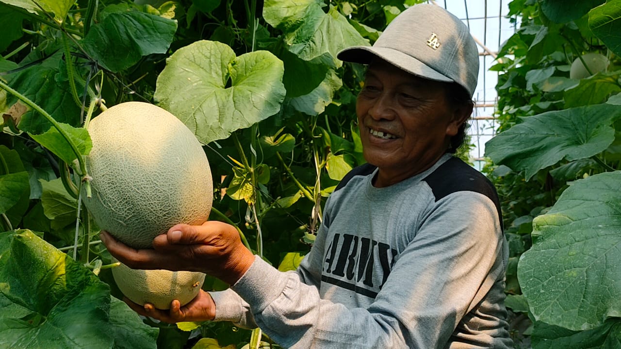 Detail Gambar Simulasi Lahan Melon Nomer 10