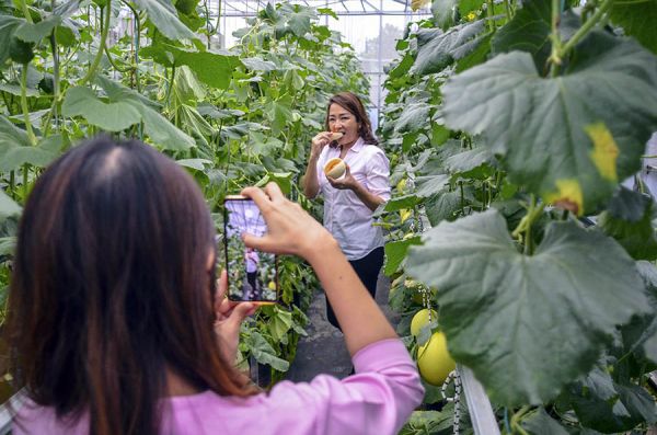 Detail Gambar Simulasi Lahan Melon Nomer 50