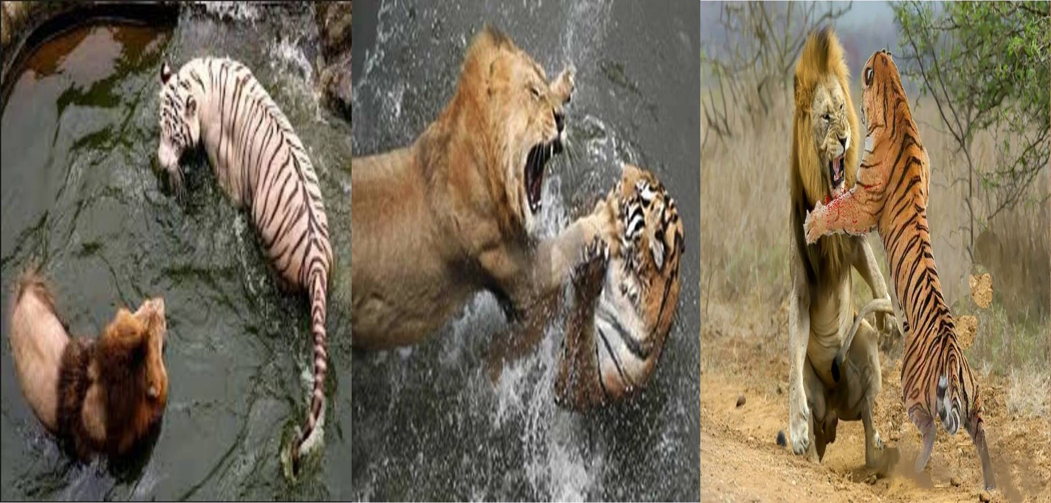 Detail Gambar Singa Dan Harimau Nomer 12