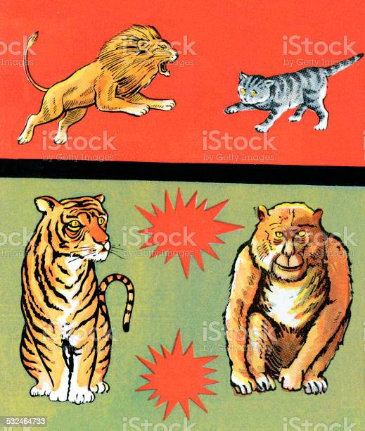 Detail Gambar Singa Dan Harimau Nomer 31