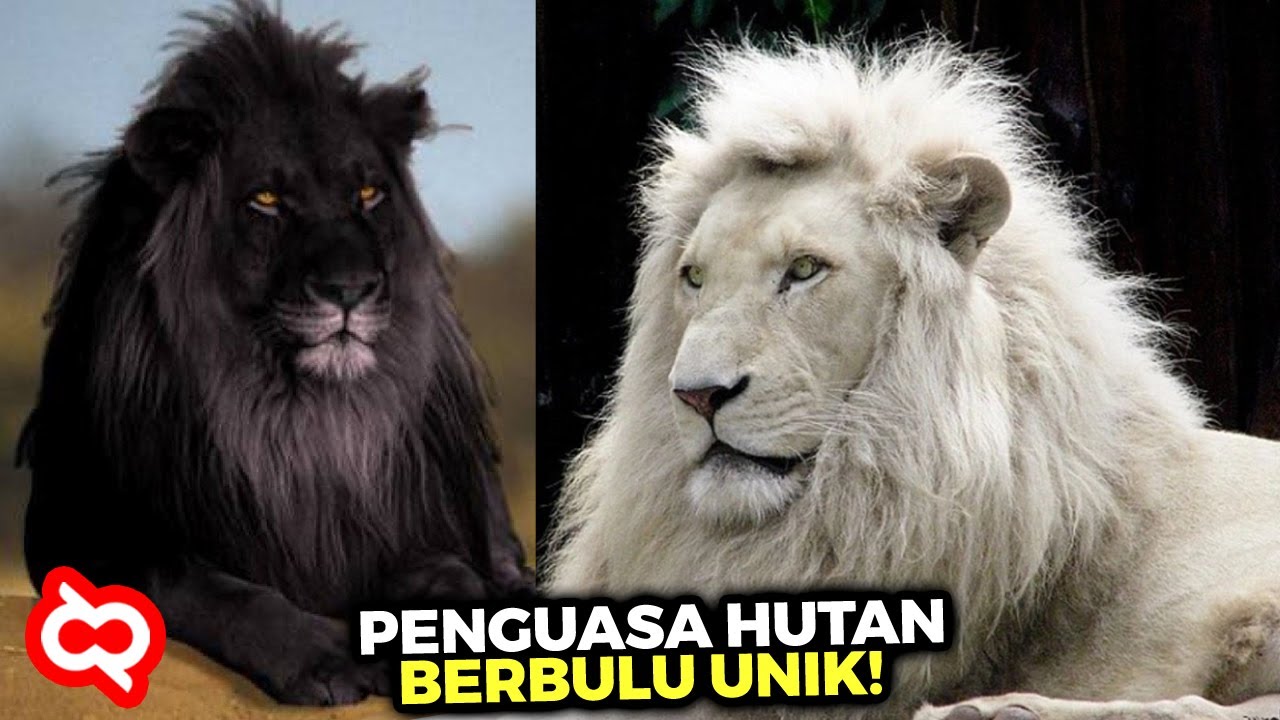 Detail Gambar Singa Hitam Putih Nomer 21