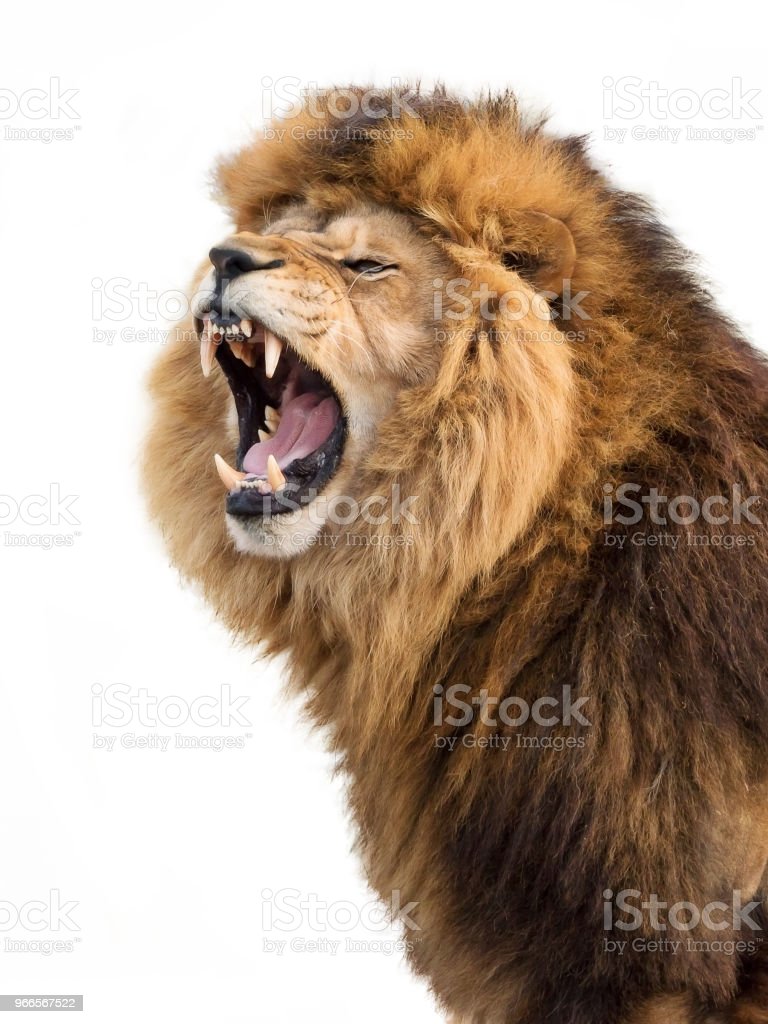 Gambar Singa Marah - KibrisPDR