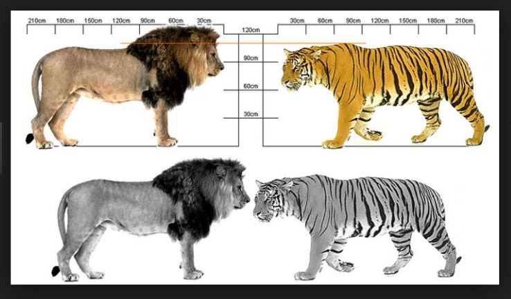 Detail Gambar Singa Terbesar Di Dunia Nomer 19