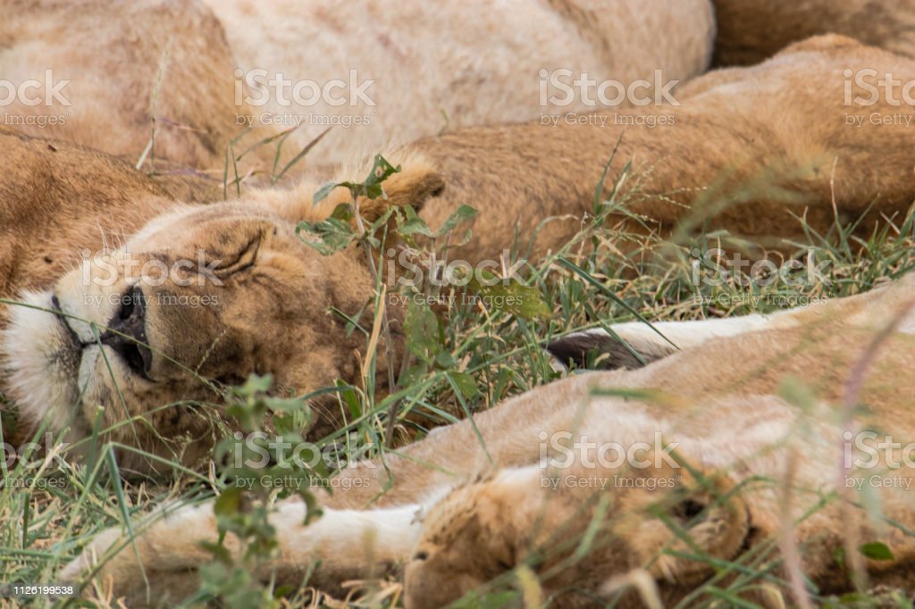 Detail Gambar Singa Tidur Nomer 15