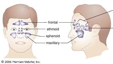 Detail Gambar Sinus Paranasal Nomer 11