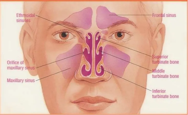 Detail Gambar Sinus Paranasal Nomer 57
