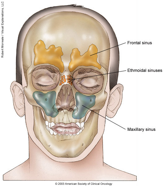 Detail Gambar Sinus Paranasal Nomer 8