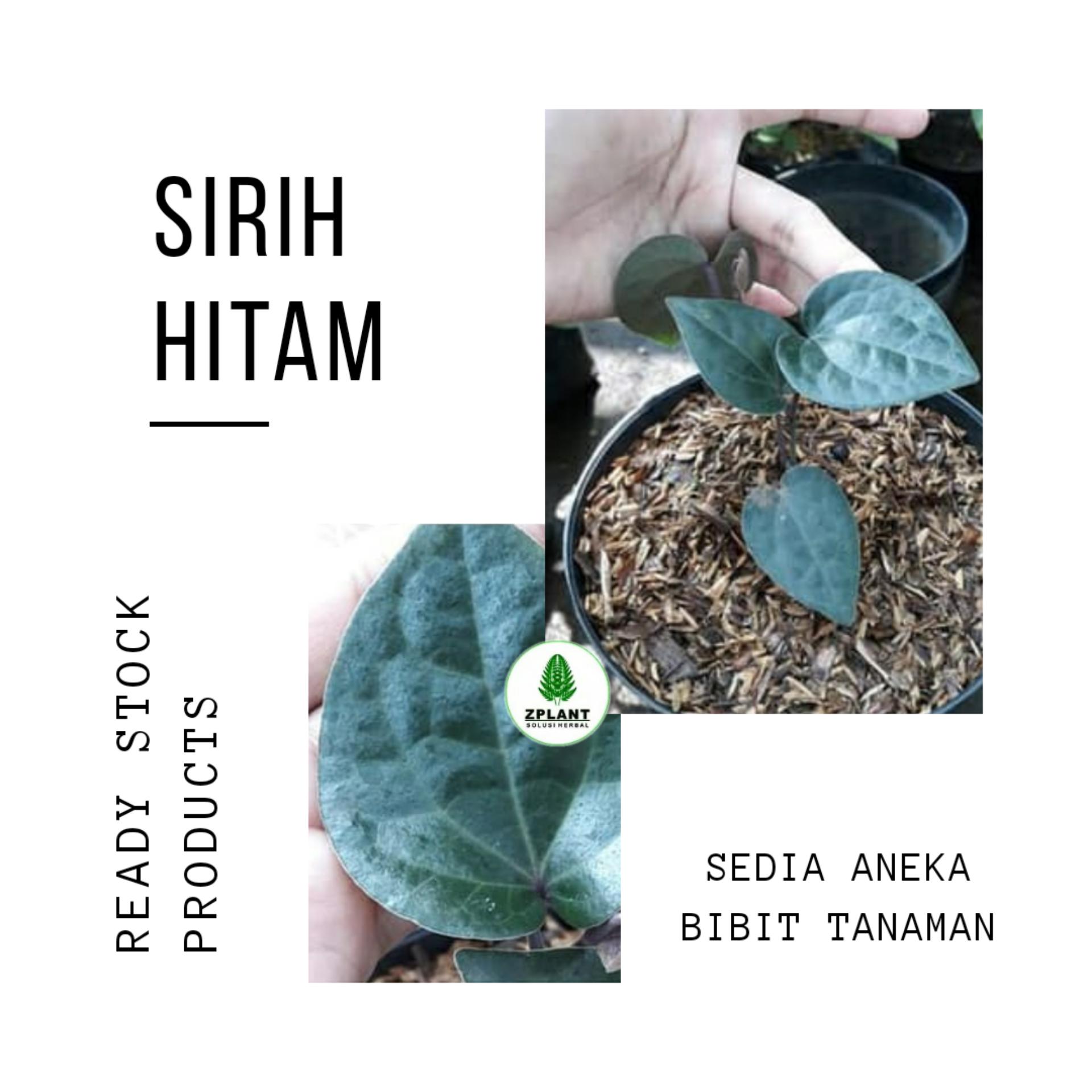 Detail Gambar Sirih Hitam Nomer 43