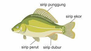 Gambar Sirip Ikan - KibrisPDR