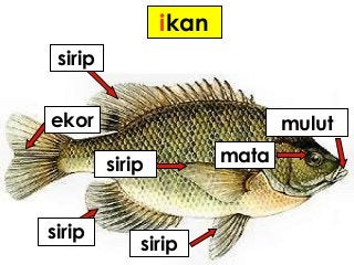 Detail Gambar Sirip Ikan Nomer 3