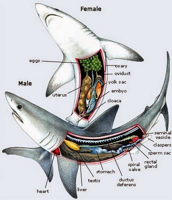 Detail Gambar Sirip Ikan Nomer 24