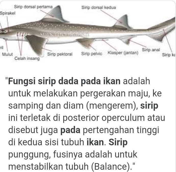 Detail Gambar Sirip Ikan Nomer 39