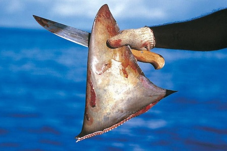 Detail Gambar Sirip Ikan Nomer 49