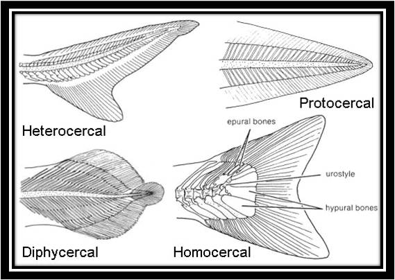 Detail Gambar Sirip Ikan Nomer 8