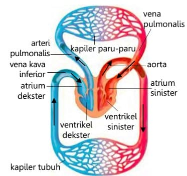 Detail Gambar Sirkulasi Darah Nomer 13