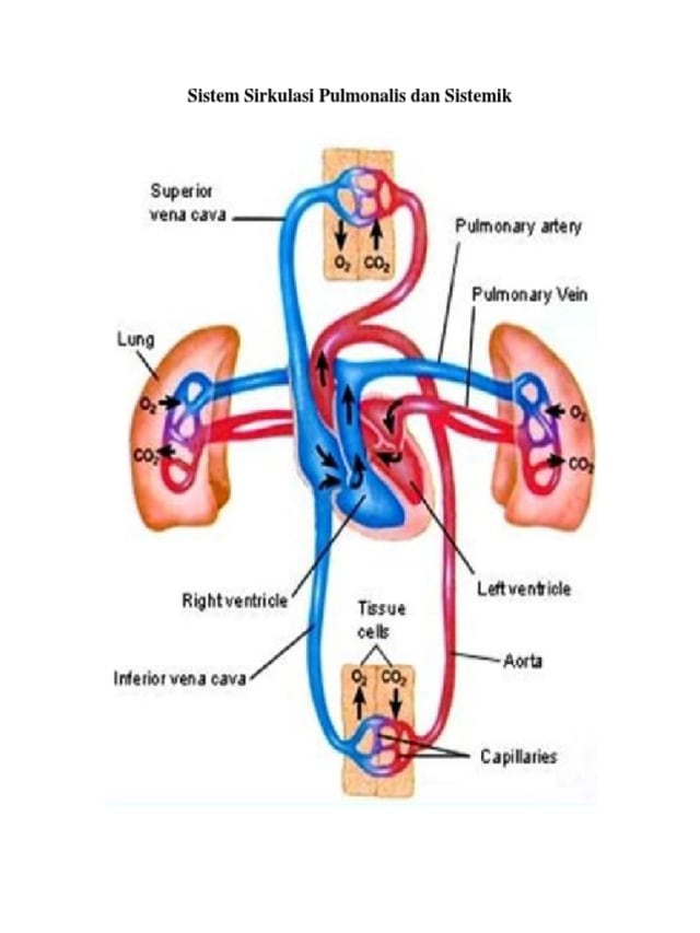 Detail Gambar Sirkulasi Darah Nomer 24