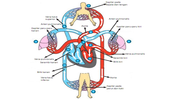 Detail Gambar Sirkulasi Darah Nomer 31