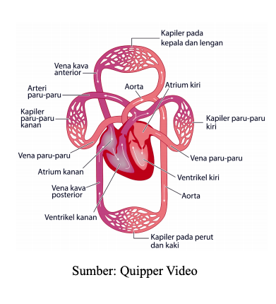 Detail Gambar Sirkulasi Darah Nomer 37