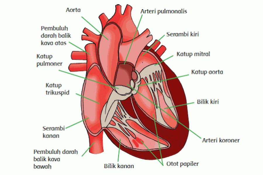 Detail Gambar Sirkulasi Darah Nomer 42