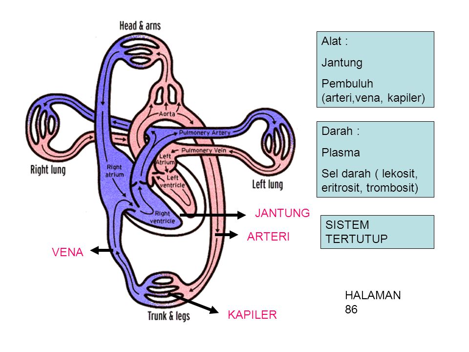 Detail Gambar Sirkulasi Darah Nomer 54