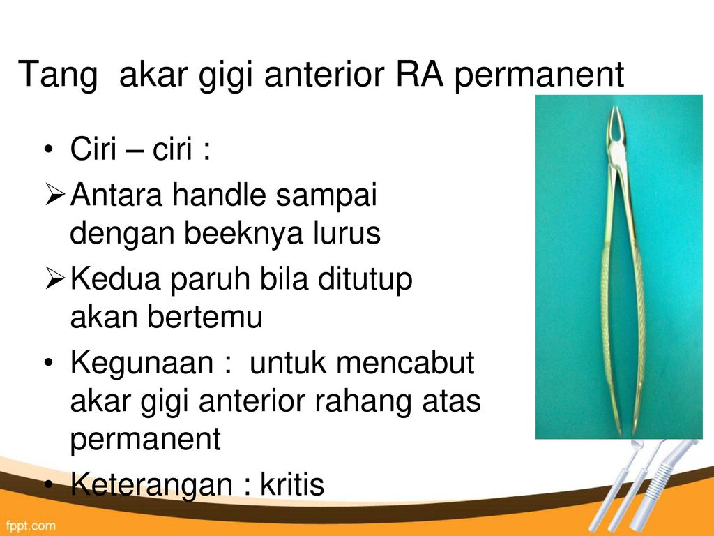 Detail Gambar Sisa Akar Gigi Permanen Rahang Atas Nomer 3