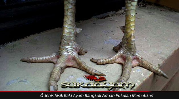 Detail Gambar Sisik Ayam Mematikan Nomer 19