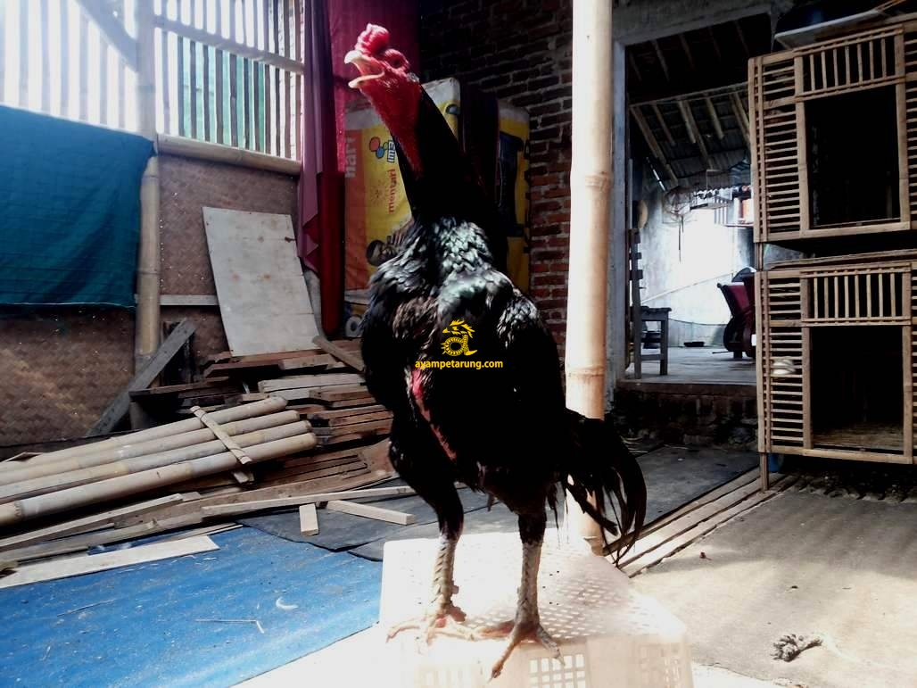 Detail Gambar Sisik Ayam Mematikan Nomer 52