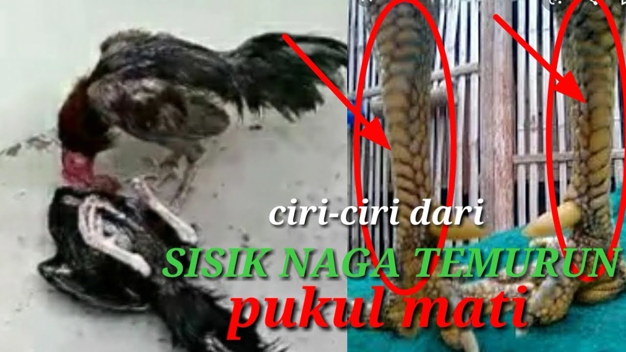 Detail Gambar Sisik Ayam Naga Temurun Nomer 35