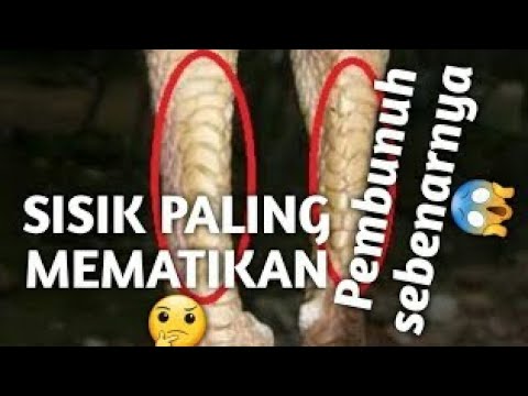 Detail Gambar Sisik Ayam Naga Temurun Nomer 44