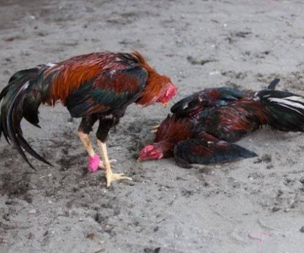 Detail Gambar Sisik Ayam Pembunuh Nomer 18