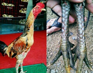 Detail Gambar Sisik Ayam Pembunuh Nomer 22