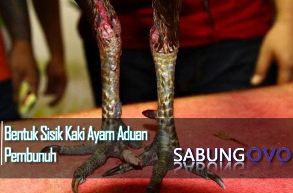 Detail Gambar Sisik Ayam Pembunuh Nomer 23