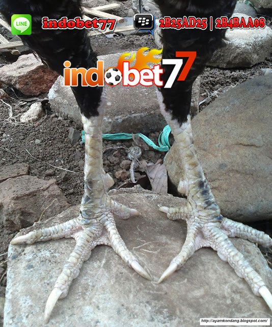 Detail Gambar Sisik Ayam Pembunuh Nomer 27