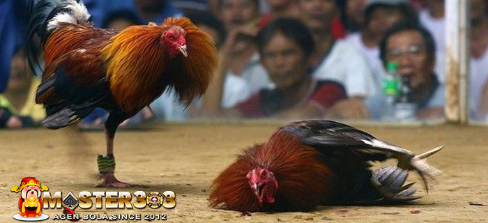 Detail Gambar Sisik Ayam Pembunuh Nomer 52