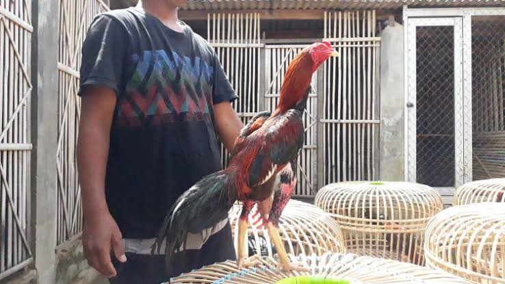 Detail Gambar Sisik Ayam Pembunuh Nomer 58