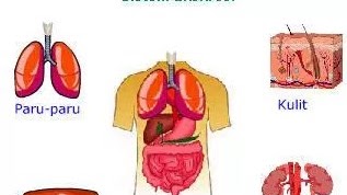 Detail Gambar Sistem Ekskresi Nomer 50