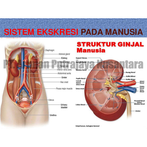 Detail Gambar Sistem Ekskresi Nomer 7