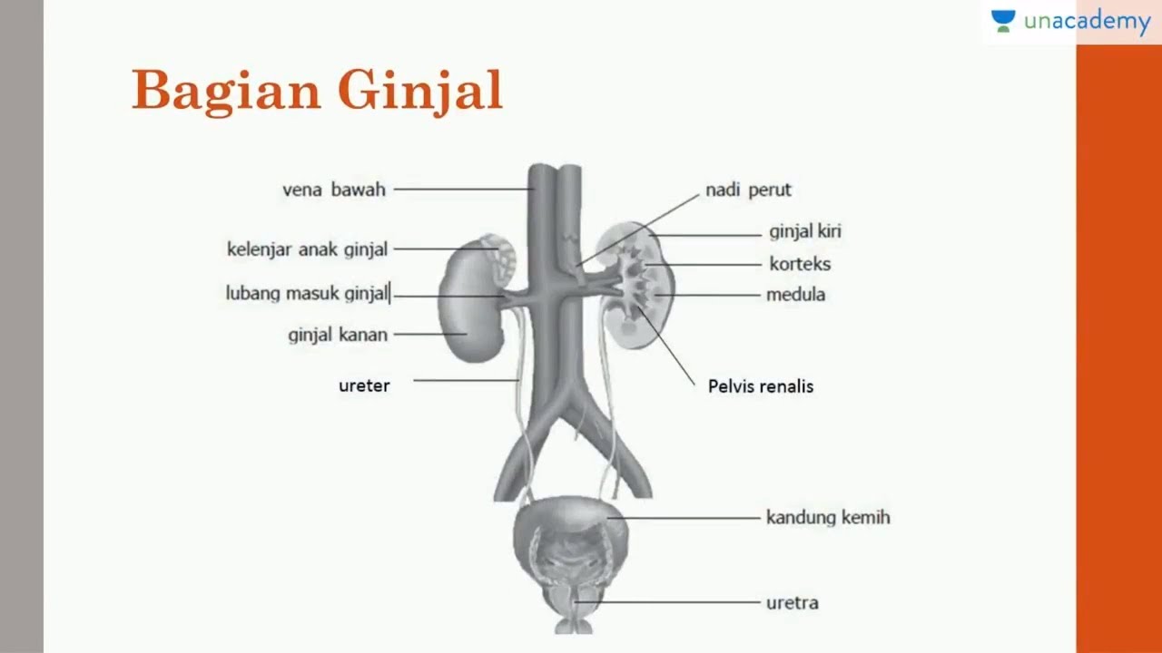 Detail Gambar Sistem Ekskresi Ginjal Nomer 11