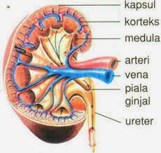 Detail Gambar Sistem Ekskresi Ginjal Nomer 13