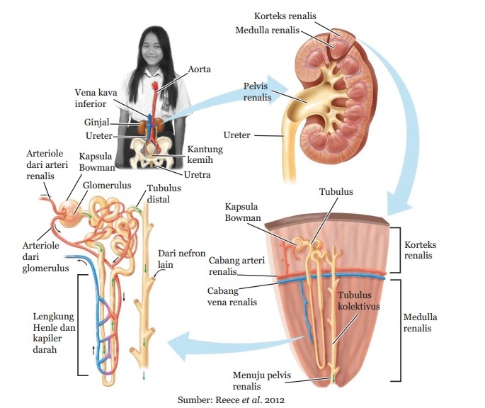 Detail Gambar Sistem Ekskresi Ginjal Nomer 20